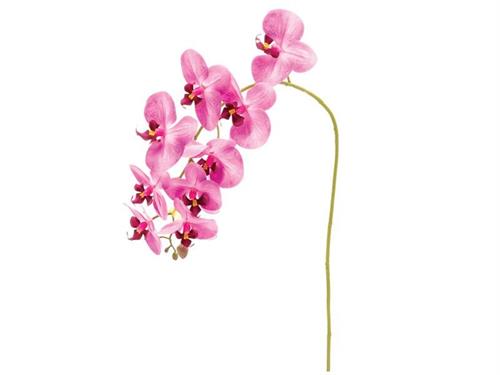 PHALAENOPSIS X9 REAL TOUCH CM90 PURPLE