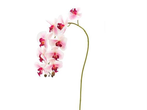 PHALAENOPSIS X9 REAL TOUCH CM90 ROSA