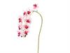 PHALAENOPSIS X9 REAL TOUCH CM90 ROSA